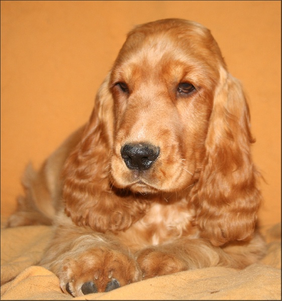 Folamour de l'Isle aux Lutins