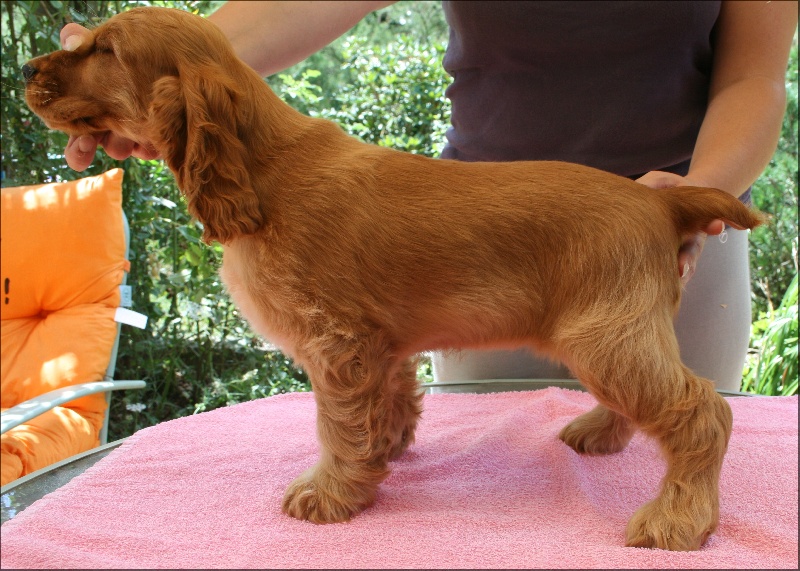 Folamour de l'Isle aux Lutins