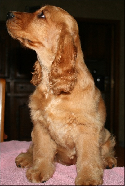 Folamour de l'Isle aux Lutins