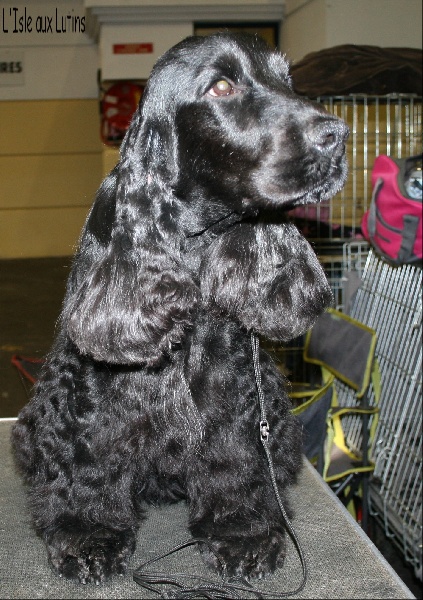 Gangster's paradise de l'Isle aux Lutins