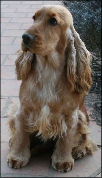 Enjoy girl de l'Isle aux Lutins