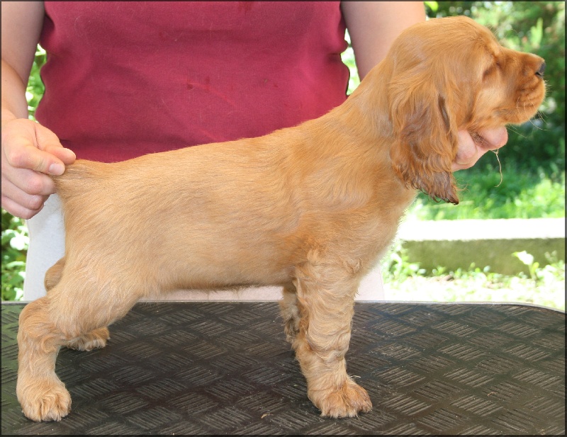 Folamour de l'Isle aux Lutins