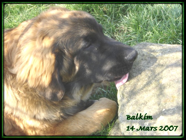 CH. Ballisto quimm charme byzance dit balkim du Mont de Gaïa