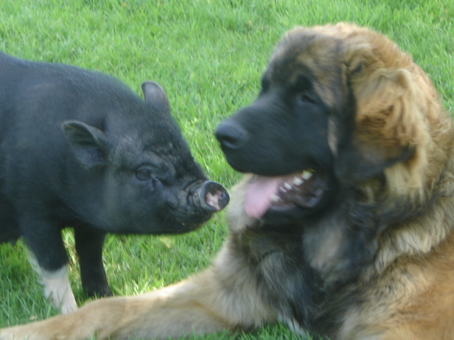 CH. Ballisto quimm charme byzance dit balkim du Mont de Gaïa