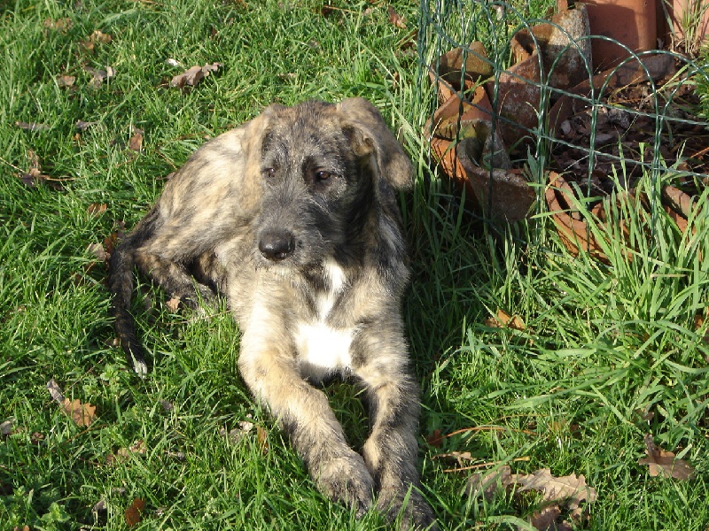 Baccara of friends de l'arc-en-ciel à nageoires