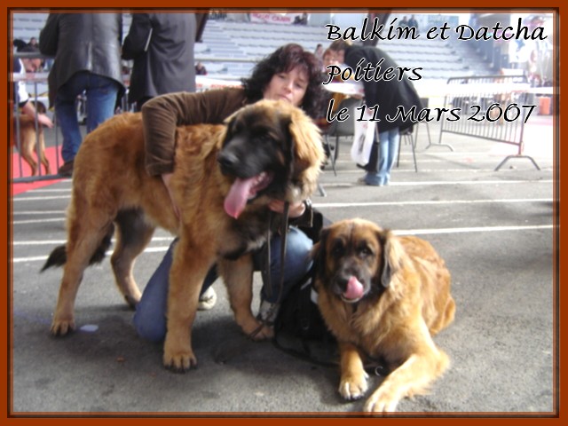 CH. Ballisto quimm charme byzance dit balkim du Mont de Gaïa