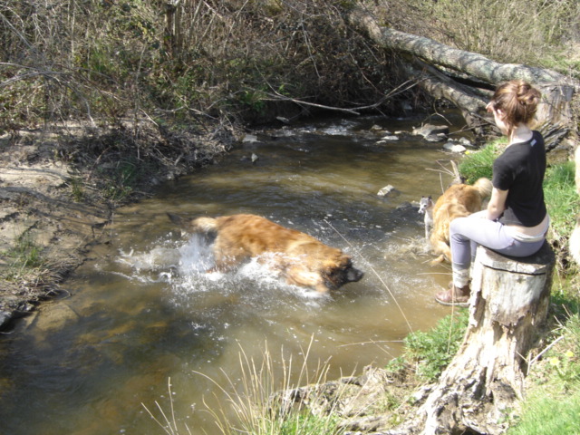 CH. Ballisto quimm charme byzance dit balkim du Mont de Gaïa