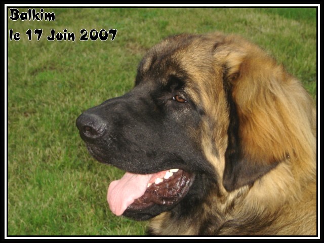 CH. Ballisto quimm charme byzance dit balkim du Mont de Gaïa