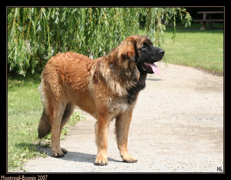 CH. Ballisto quimm charme byzance dit balkim du Mont de Gaïa