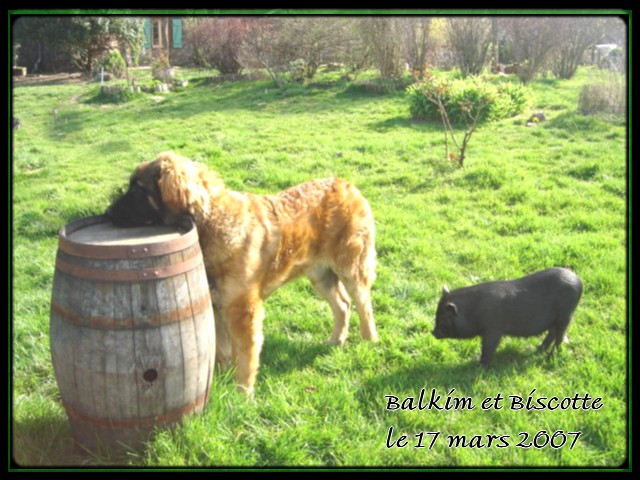 CH. Ballisto quimm charme byzance dit balkim du Mont de Gaïa