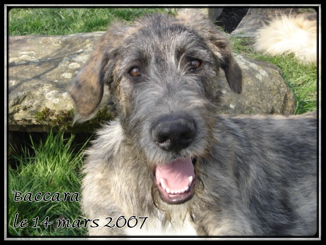 Baccara of friends de l'arc-en-ciel à nageoires