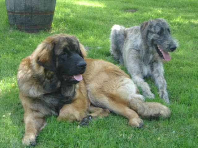 Baccara of friends de l'arc-en-ciel à nageoires