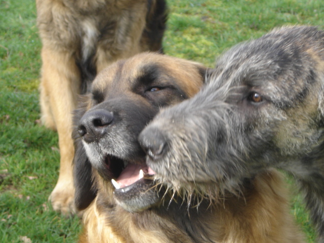 Baccara of friends de l'arc-en-ciel à nageoires
