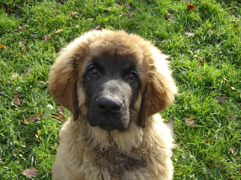 CH. Ballisto quimm charme byzance dit balkim du Mont de Gaïa