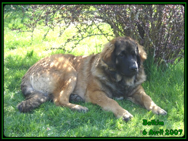 CH. Ballisto quimm charme byzance dit balkim du Mont de Gaïa