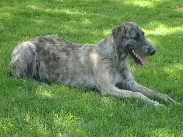 Baccara of friends de l'arc-en-ciel à nageoires