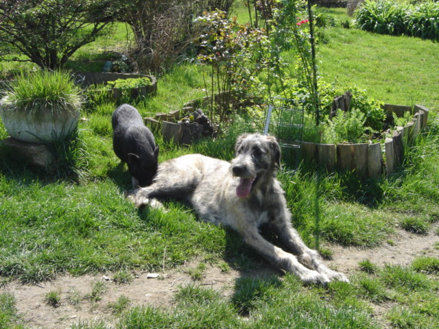 Baccara of friends de l'arc-en-ciel à nageoires