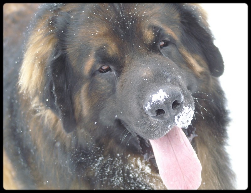 CH. Ballisto quimm charme byzance dit balkim du Mont de Gaïa