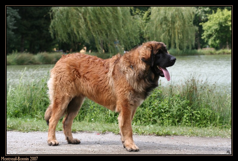 CH. Ballisto quimm charme byzance dit balkim du Mont de Gaïa