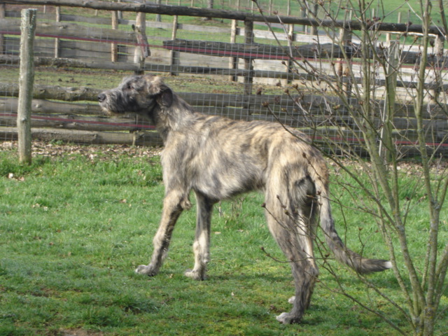 Baccara of friends de l'arc-en-ciel à nageoires