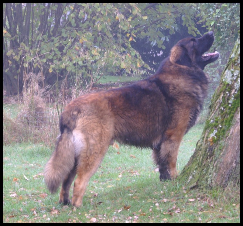 CH. Ballisto quimm charme byzance dit balkim du Mont de Gaïa