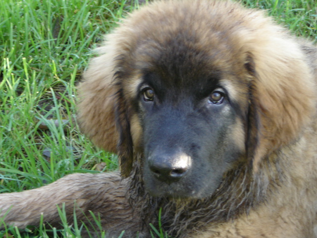 CH. Ballisto quimm charme byzance dit balkim du Mont de Gaïa