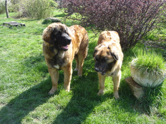 CH. Ballisto quimm charme byzance dit balkim du Mont de Gaïa