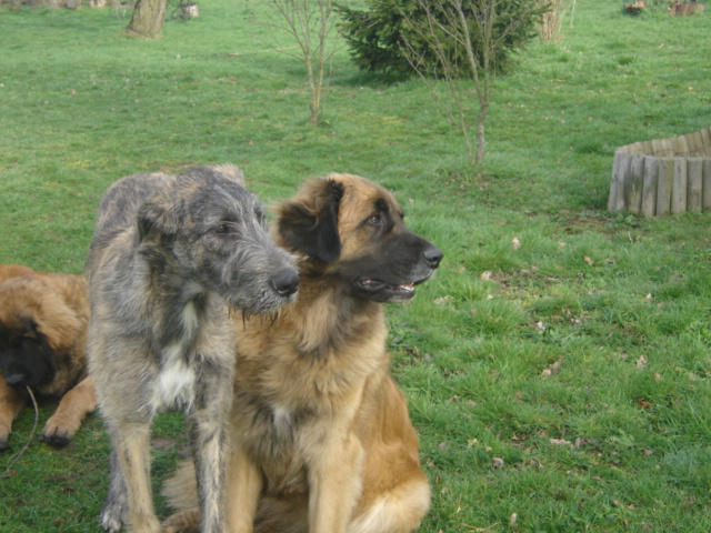 Baccara of friends de l'arc-en-ciel à nageoires