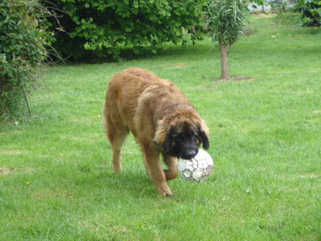 CH. Ballisto quimm charme byzance dit balkim du Mont de Gaïa