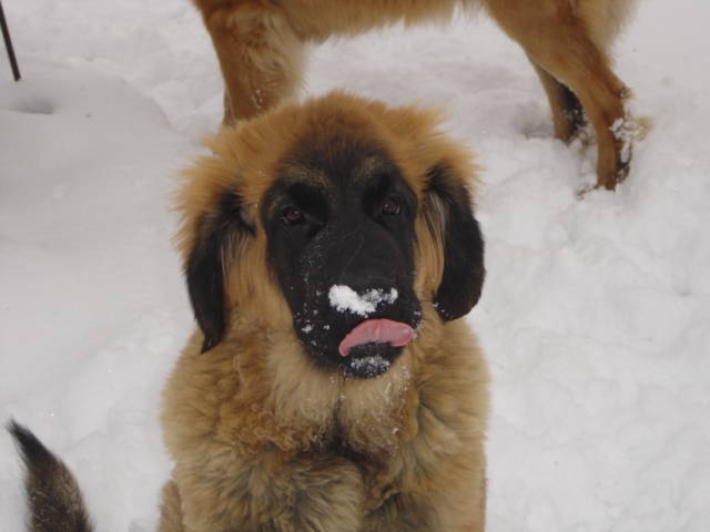 CH. Ballisto quimm charme byzance dit balkim du Mont de Gaïa