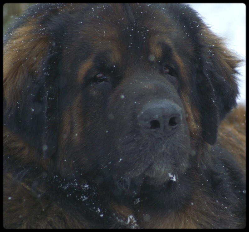 CH. Ballisto quimm charme byzance dit balkim du Mont de Gaïa