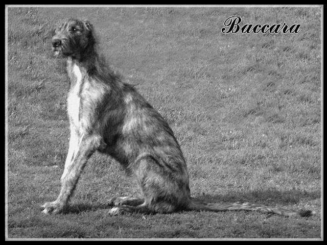 Baccara of friends de l'arc-en-ciel à nageoires