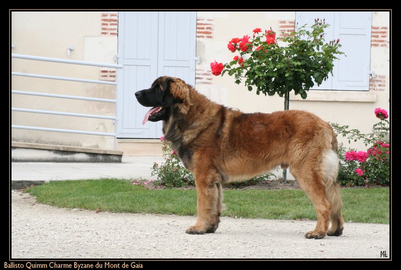 CH. Ballisto quimm charme byzance dit balkim du Mont de Gaïa