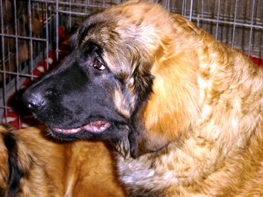 CH. Ballisto quimm charme byzance dit balkim du Mont de Gaïa