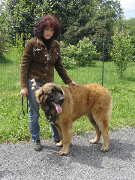 CH. Ballisto quimm charme byzance dit balkim du Mont de Gaïa