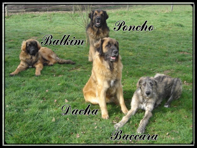 Baccara of friends de l'arc-en-ciel à nageoires