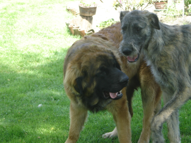 CH. Ballisto quimm charme byzance dit balkim du Mont de Gaïa