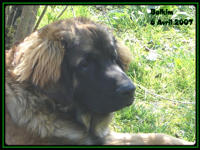 CH. Ballisto quimm charme byzance dit balkim du Mont de Gaïa