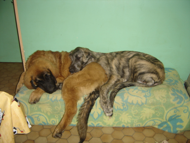 Baccara of friends de l'arc-en-ciel à nageoires