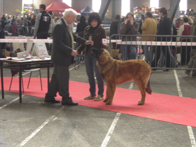 CH. Ballisto quimm charme byzance dit balkim du Mont de Gaïa