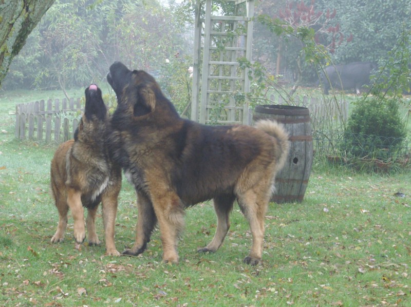 CH. Ballisto quimm charme byzance dit balkim du Mont de Gaïa