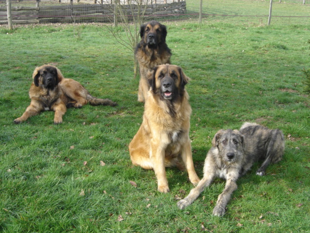 Baccara of friends de l'arc-en-ciel à nageoires