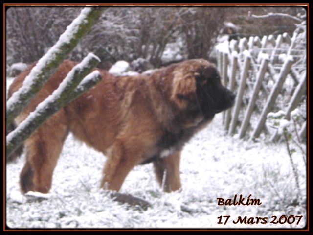 CH. Ballisto quimm charme byzance dit balkim du Mont de Gaïa