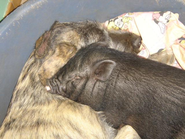 Baccara of friends de l'arc-en-ciel à nageoires