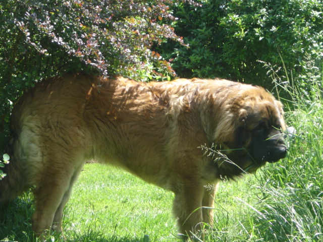 CH. Ballisto quimm charme byzance dit balkim du Mont de Gaïa