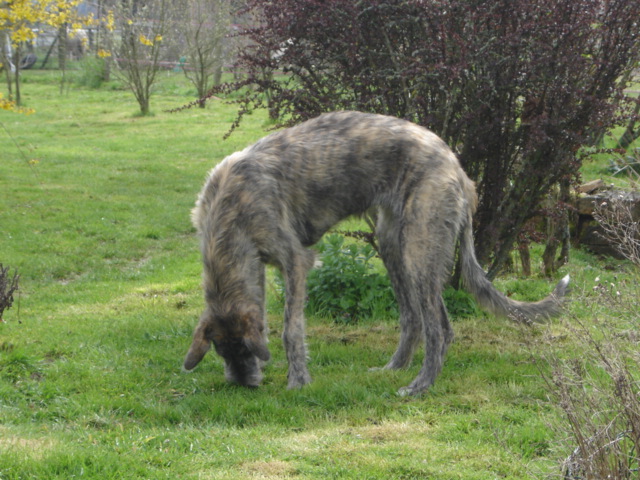 Baccara of friends de l'arc-en-ciel à nageoires