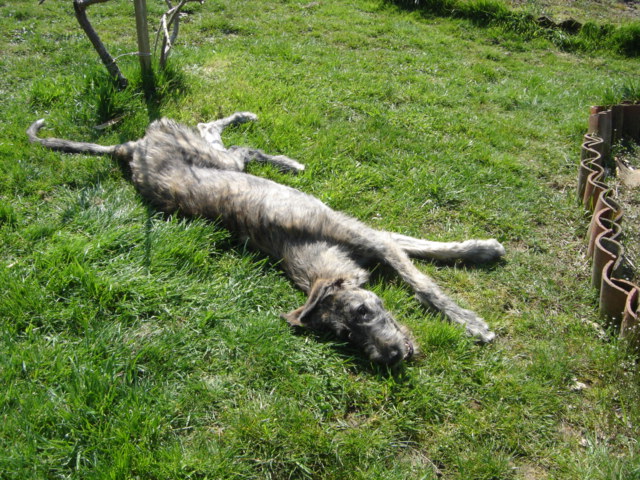 Baccara of friends de l'arc-en-ciel à nageoires