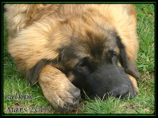 CH. Ballisto quimm charme byzance dit balkim du Mont de Gaïa