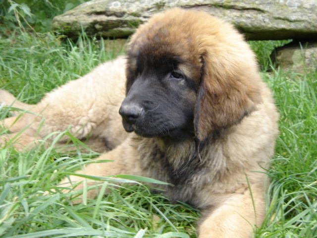 CH. Ballisto quimm charme byzance dit balkim du Mont de Gaïa