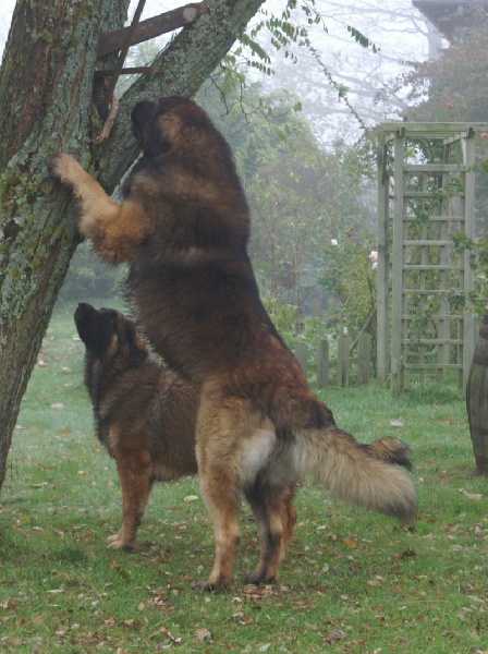 CH. Ballisto quimm charme byzance dit balkim du Mont de Gaïa